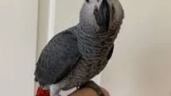 africa grey parrot for sale