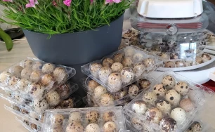 Quail eggs