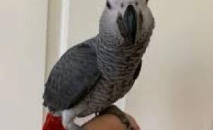 africa grey parrot for sale